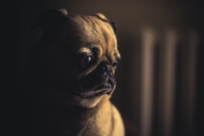 A sad looking pug